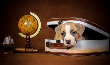 Картинка животные собаки глобус щенок чемодан