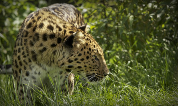 Картинка ©+ania+jones животные леопарды профиль амурский леопард трава