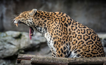 Картинка животные леопарды зевок кошка