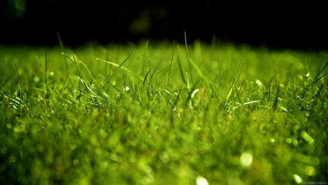Обои картинки фото природа, макро, блики, зеленая, трава