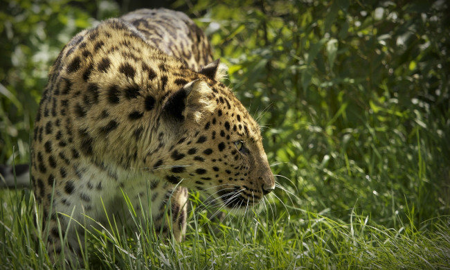 Обои картинки фото © ania jones, животные, леопарды, профиль, амурский, леопард, трава