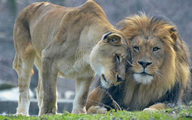 Обои картинки фото животные, львы, лев, львица, любовь
