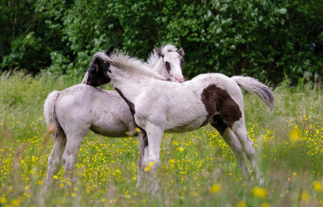 Обои картинки фото животные, лошади, ласка, любовь, трава, пара, дружба, детеныши, жеребята