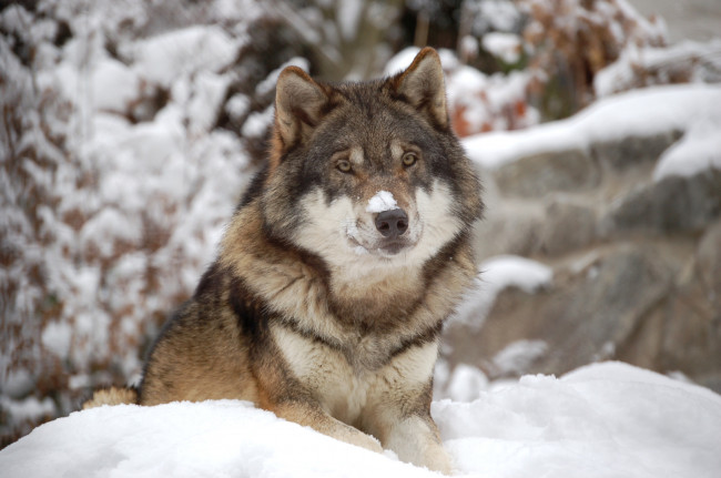 Обои картинки фото животные, волки, снег