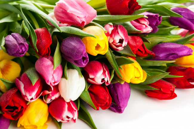 Обои картинки фото цветы, тюльпаны, бутоны, многоцветье