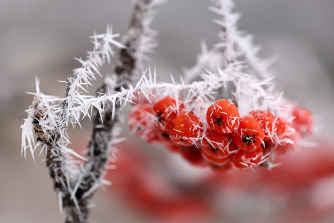 Обои картинки фото природа, Ягоды, ветка, гроздь, ягоды, красные, изморозь, снег, лед, макро