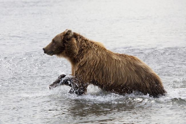 Обои картинки фото животные, медведи, вода, брызги, молодой, медведь, бурый