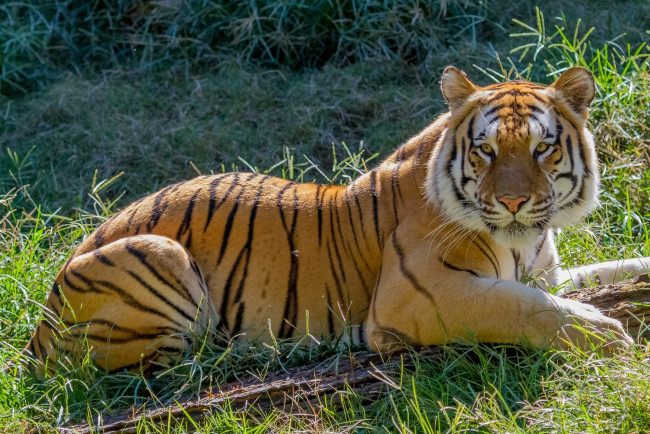 Обои картинки фото животные, тигры, свет, тигр, лежит, трава, бревно