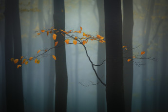Картинка природа листья утро лес