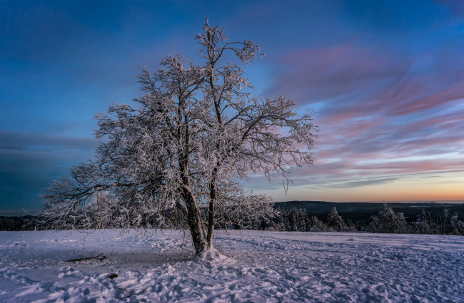 Обои картинки фото природа, зима, снег, поле