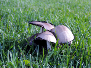 Картинка природа грибы трио шляпки трава