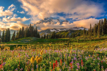 Картинка природа пейзажи национальный парк маунт-рейнир цветы деревья горы поле