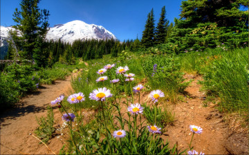Картинка природа пейзажи гора цветы деревья