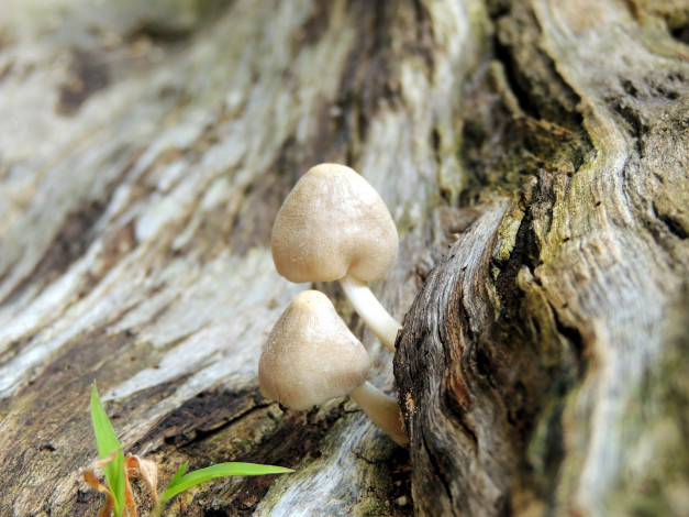 Обои картинки фото природа, грибы, дуэт, ствол