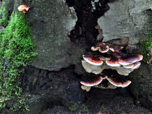 Обои картинки фото природа, грибы, семейка, ствол