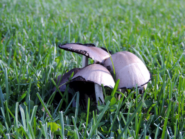 Обои картинки фото природа, грибы, трио, шляпки, трава