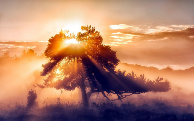 Обои картинки фото природа, восходы, закаты, облака, небо, солнце, туман, дерево, лучи, утро, рассвет