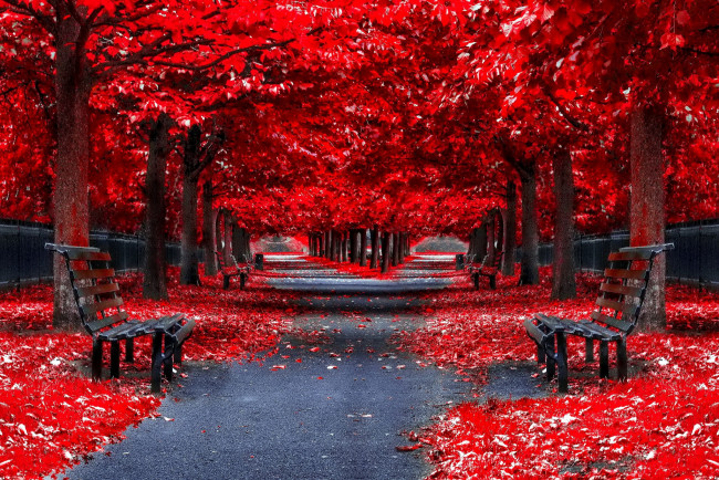 Обои картинки фото природа, парк, осень, аллеи, листопад