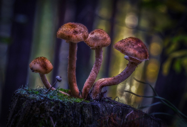 Обои картинки фото природа, грибы, опята, лес