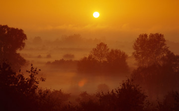 обоя природа, восходы, закаты, деревья, туман, солнце, утро