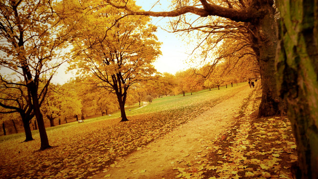 Обои картинки фото природа, парк, осень, листья, деревья, дорожки