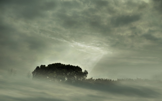 Обои картинки фото природа, деревья, тучи, небо, туман