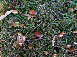 Картинка природа шишки +жёлуди +каштаны трава желуди осень
