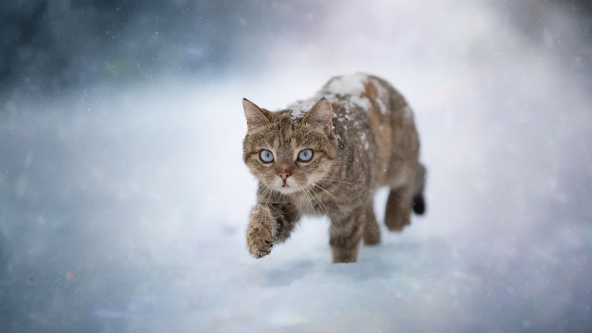Обои картинки фото животные, коты, черно-коричневый, кот, снег, снегопад