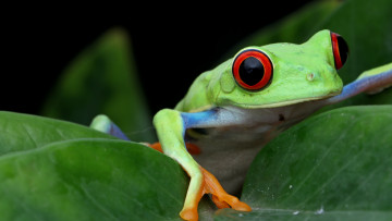 Картинка животные лягушки взгляд поза листок лягушка зеленая боке древесная красноглазая квакша