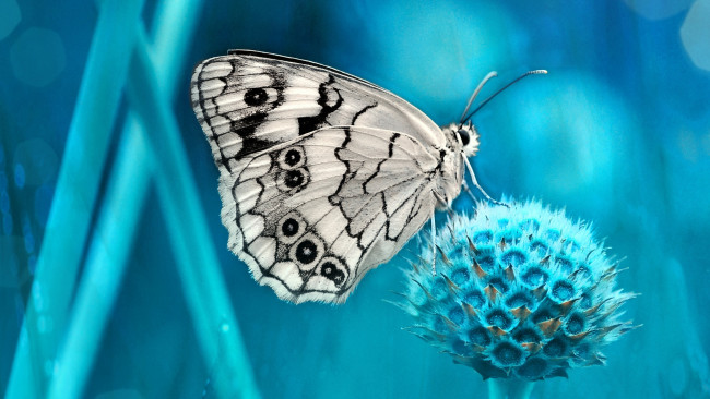 Обои картинки фото животные, бабочки,  мотыльки,  моли, макро, стебли, узор, бабочка, растение, черно-белая, насекомое, белая