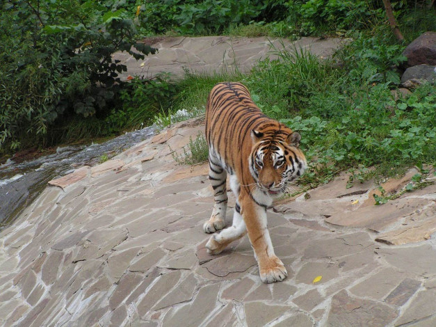 Обои картинки фото автор, игорь, андронов, животные, тигры