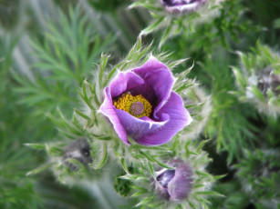 Картинка цветы анемоны адонисы фиолетовый пушистый весна