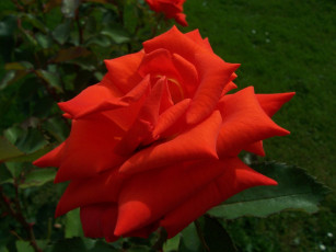 Картинка цветы розы алый яркий