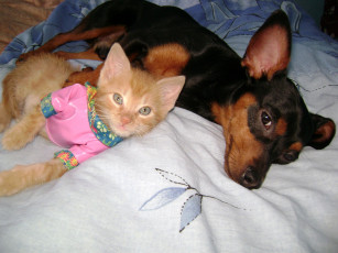 Картинка животные разные вместе кофточка собака кошка постель