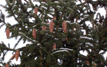 Картинка природа шишки жёлуди каштаны ель снег