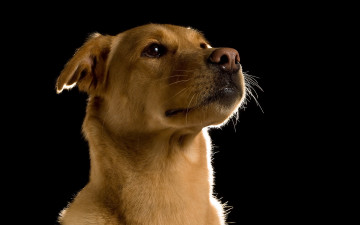 Картинка животные собаки верность