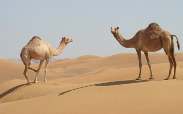 Картинка животные верблюды пустыня песок