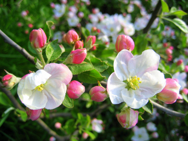 Обои картинки фото цветы, цветущие, деревья, кустарники, весна, яблоня, розовыбелый