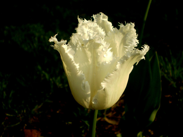 Обои картинки фото цветы, тюльпаны, капли, махровый, белый