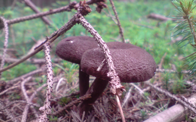 Обои картинки фото природа, грибы, сухие, ветки