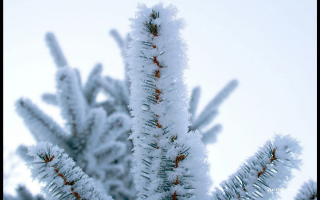 Обои картинки фото природа, макро, снег, еловая, ветка
