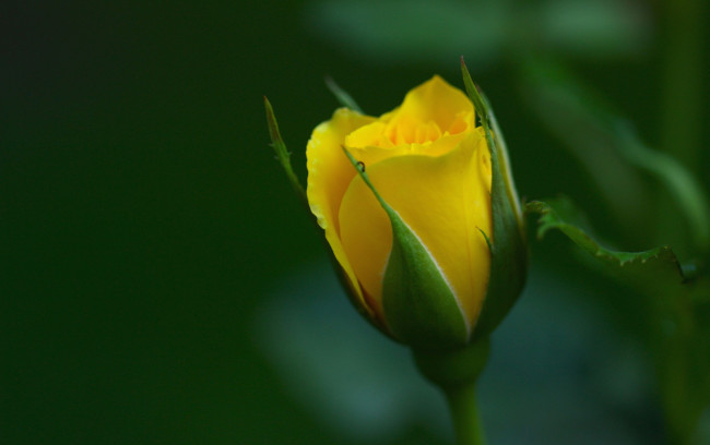 Обои картинки фото цветы, розы, желтый, бутон