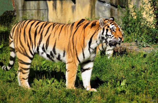 Обои картинки фото животные, тигры, трава