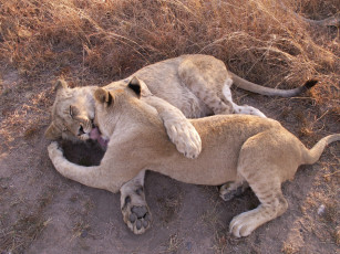 Картинка животные львы лапы львицы хищники игры любовь