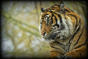 Картинка животные тигры голова хищник