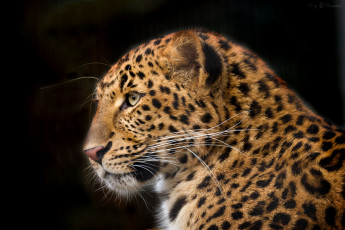 Картинка животные леопарды портрет профиль