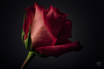 Картинка цветы розы макро лепестки