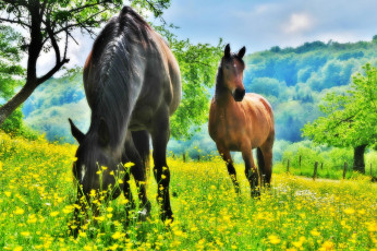 Картинка животные лошади гнедые луг
