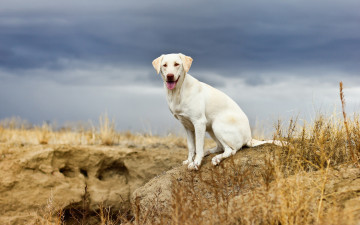 Картинка животные собаки собака взгляд