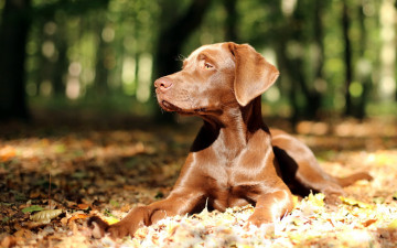 Картинка животные собаки собака взгляд природа свет